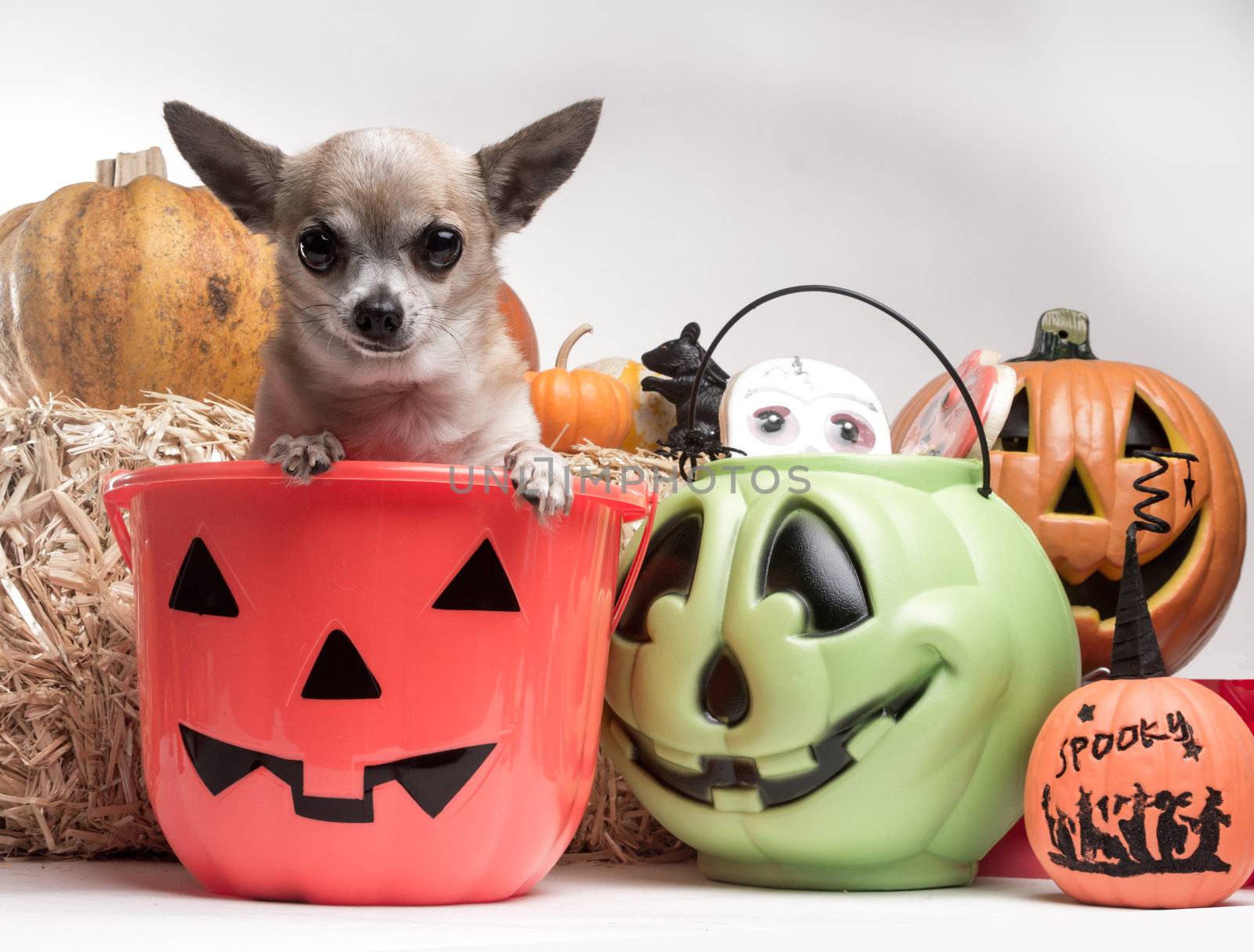 Cute photo of tina tan chihuahua inside a pumpkin candy bucket with Halloween candy and pumpkins