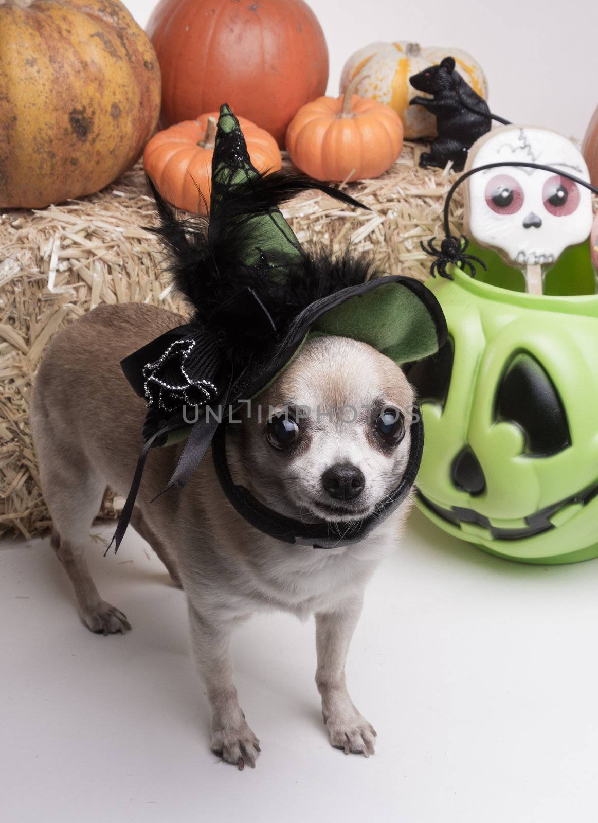 Cute chihuahua dressed in green witch hat for halloween. Surrounded by halloween pumpkins and candy.