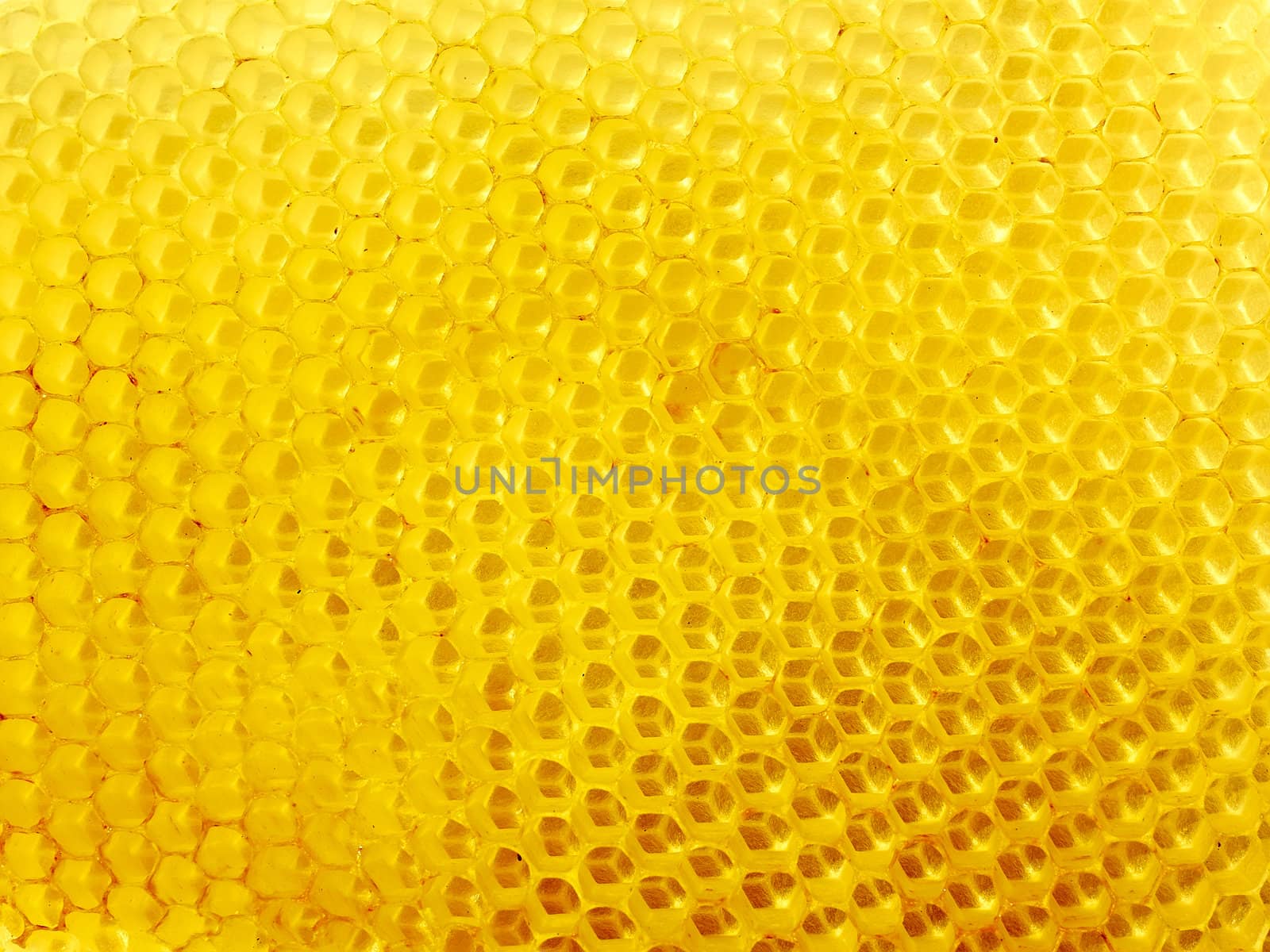 Honeycomb of fresh wax with empty cells