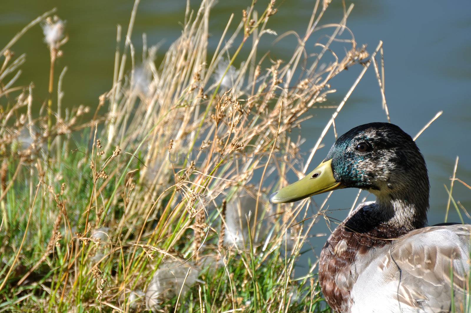 Canadian goose swimming in a pond