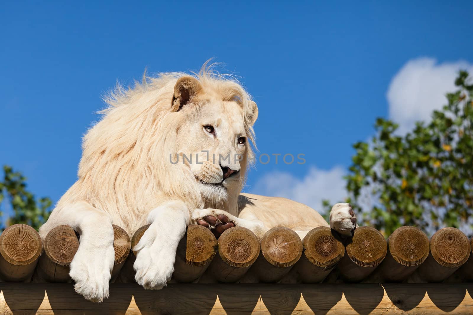 White Lion on Wooden Platform in the Sunshine Panthera Leo
