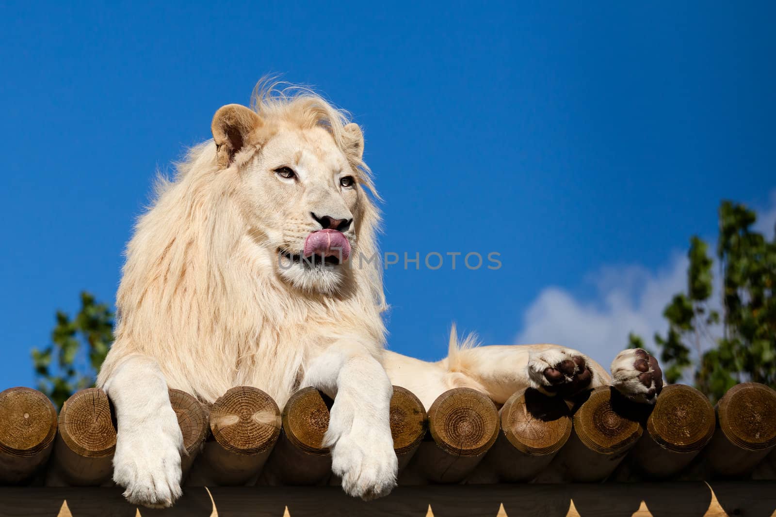 White Lion on Wooden Platform Licking Nose by scheriton