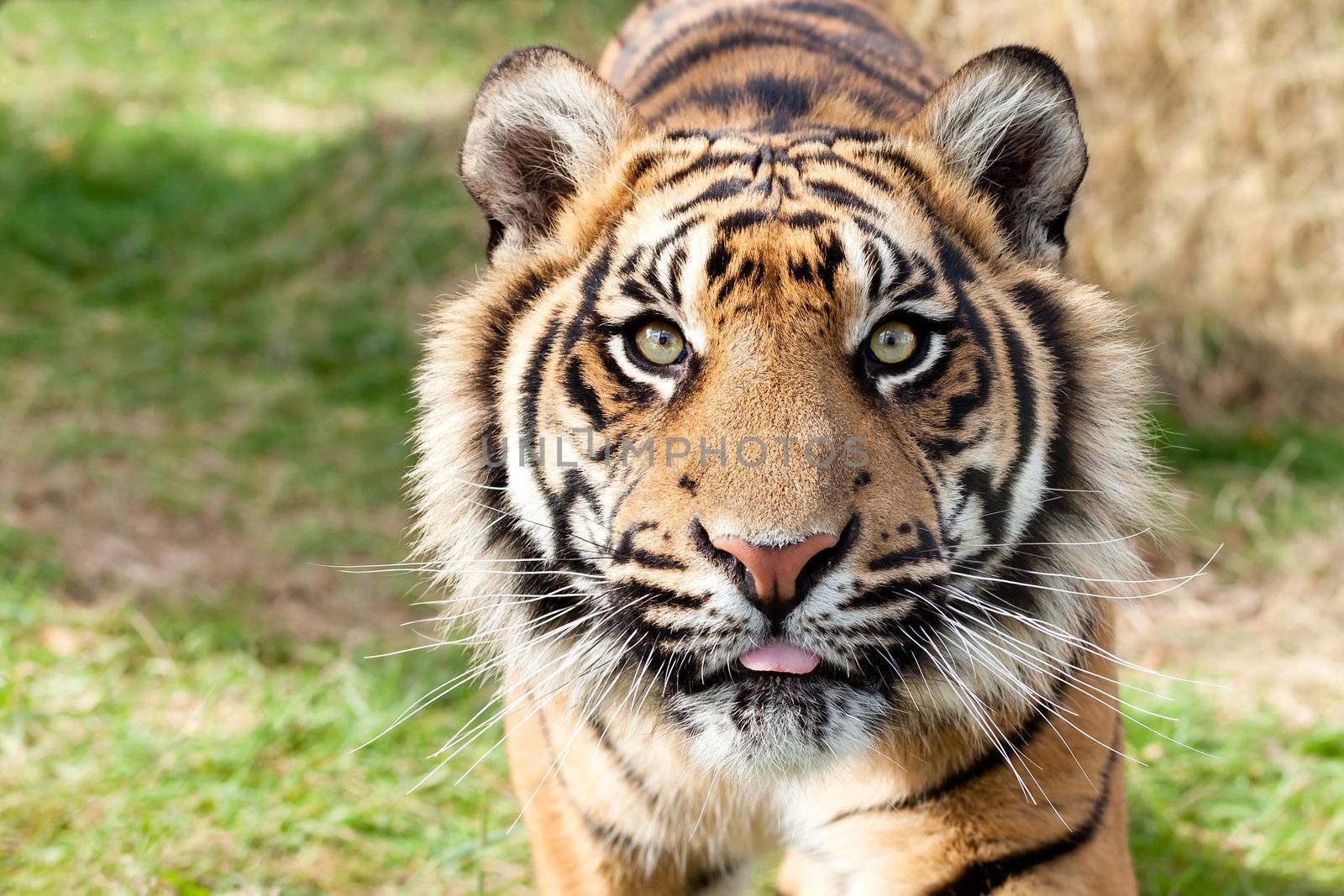 Close up Head Shot of Sumatran Tiger Panthera Tigris Sumatrae
