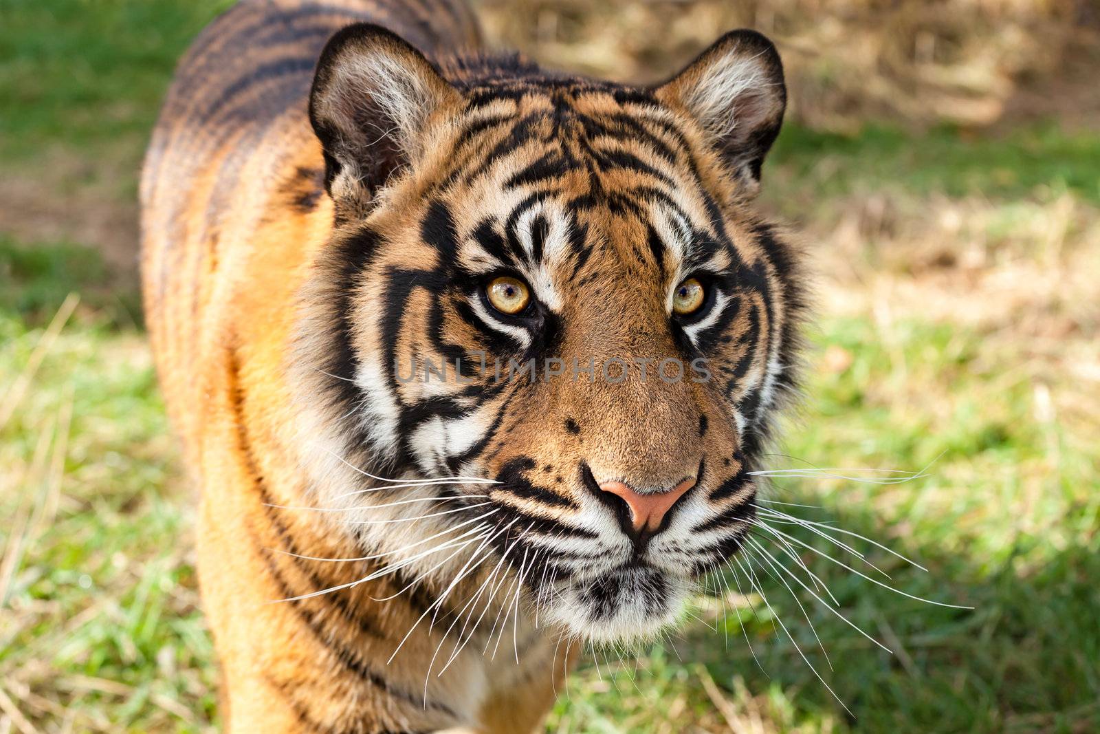 Close up of Sumatran Tiger in Afternoon Sunshine by scheriton