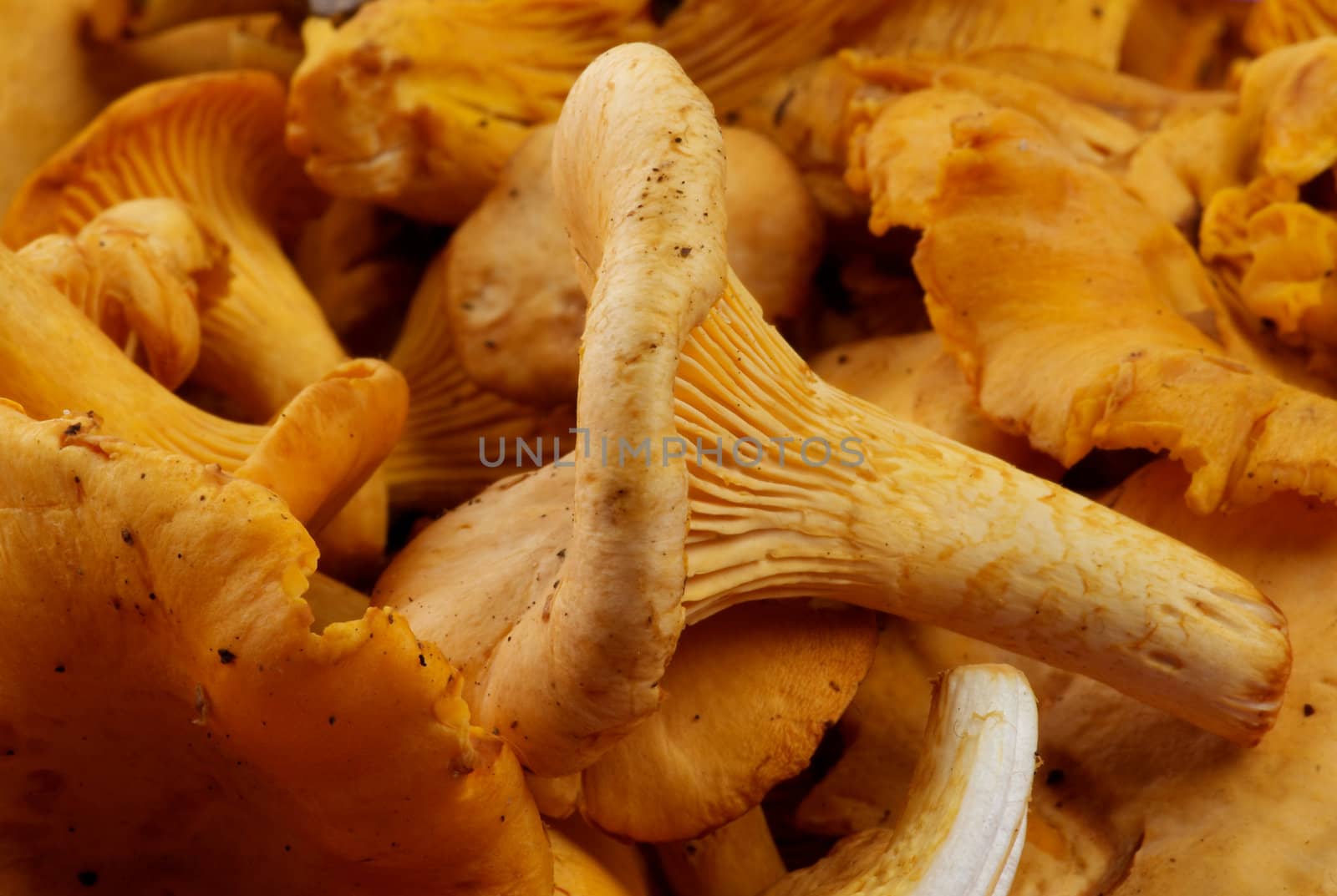 Background of Perfect Fresh Raw Chanterelles and One Big Chanterelle closeup