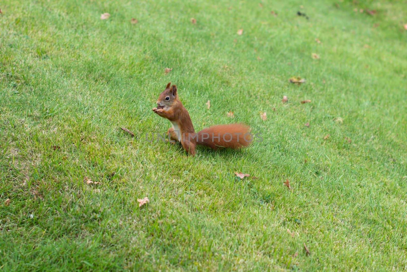 Red Squirrel eating hazelnuts on a meadow in autumn