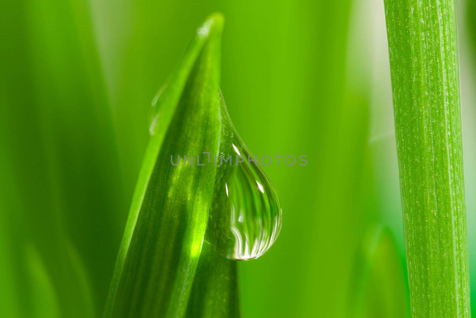 Fresh grass with dew drops close up