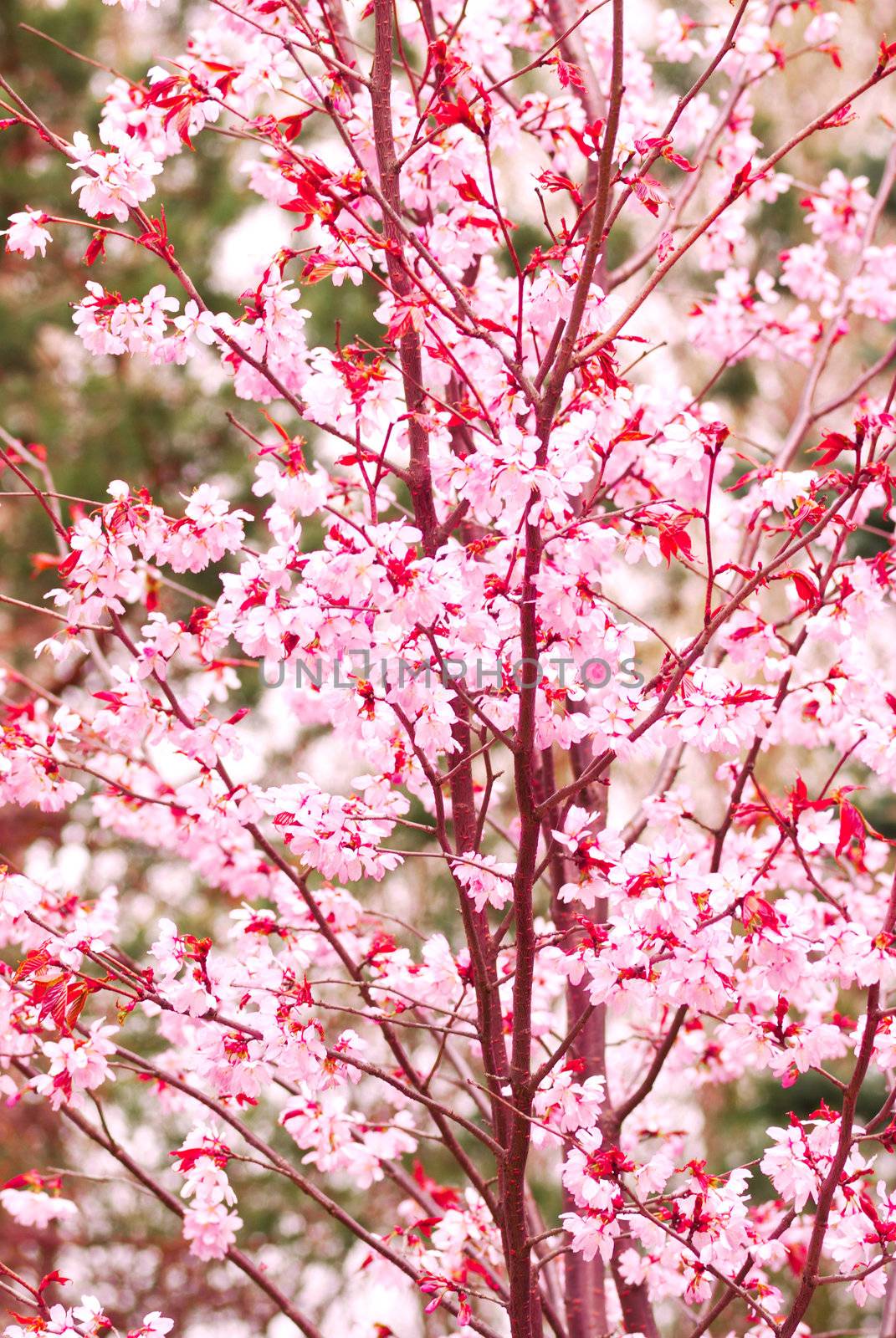 Fresh sakura spring blossoms background