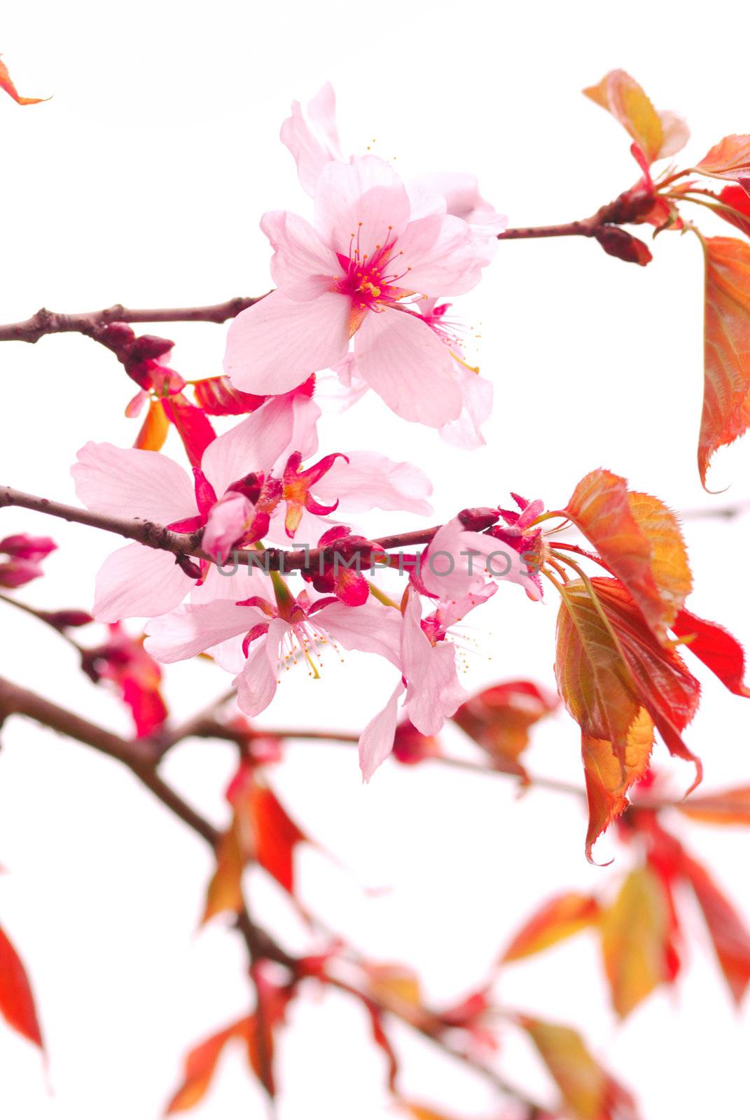 Sakura by haveseen