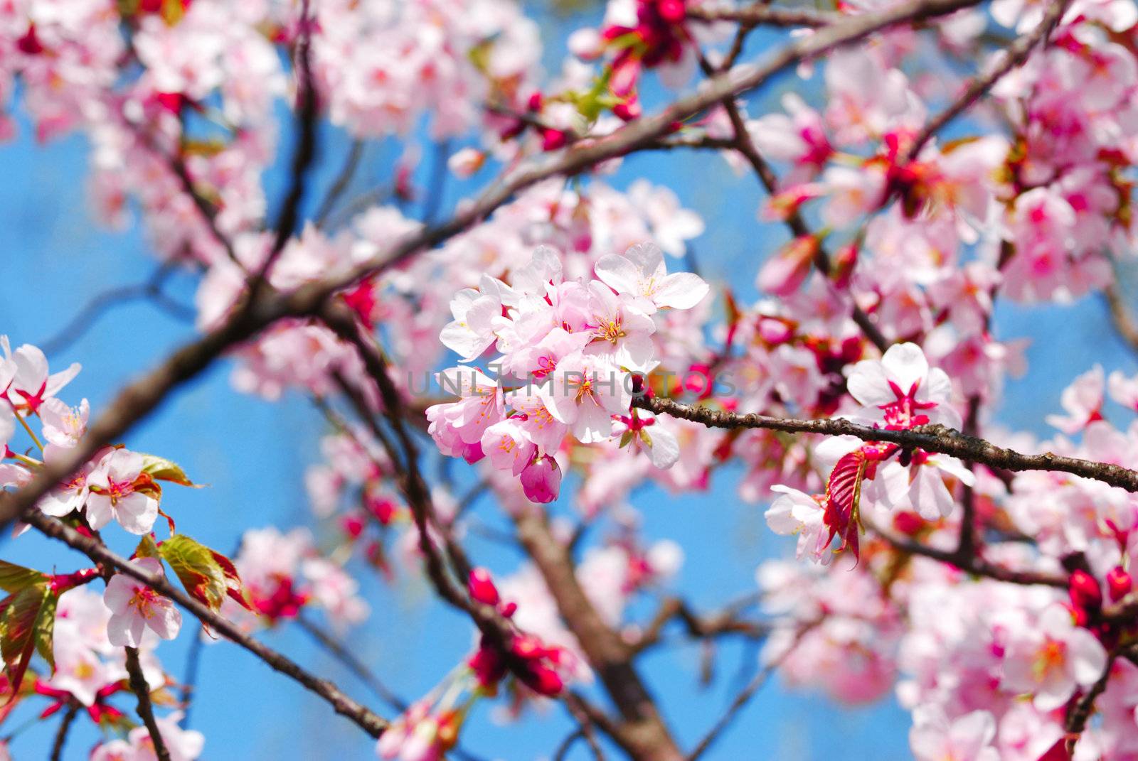 Fresh sakura spring blossoms background