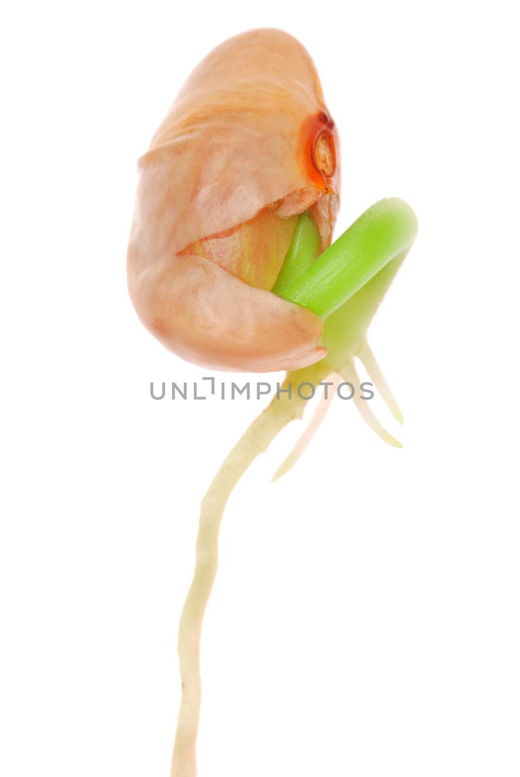 String bean sprout close-up isolated on white background