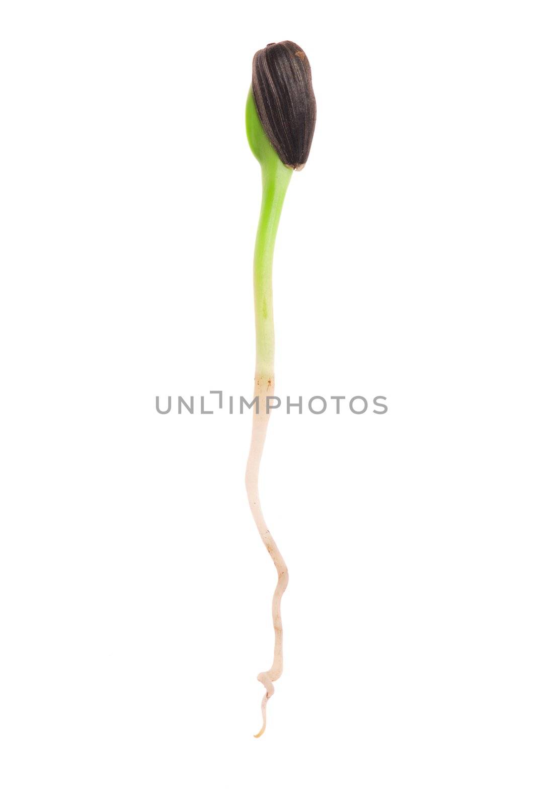 Sunflower sprout close-up isolated on white background