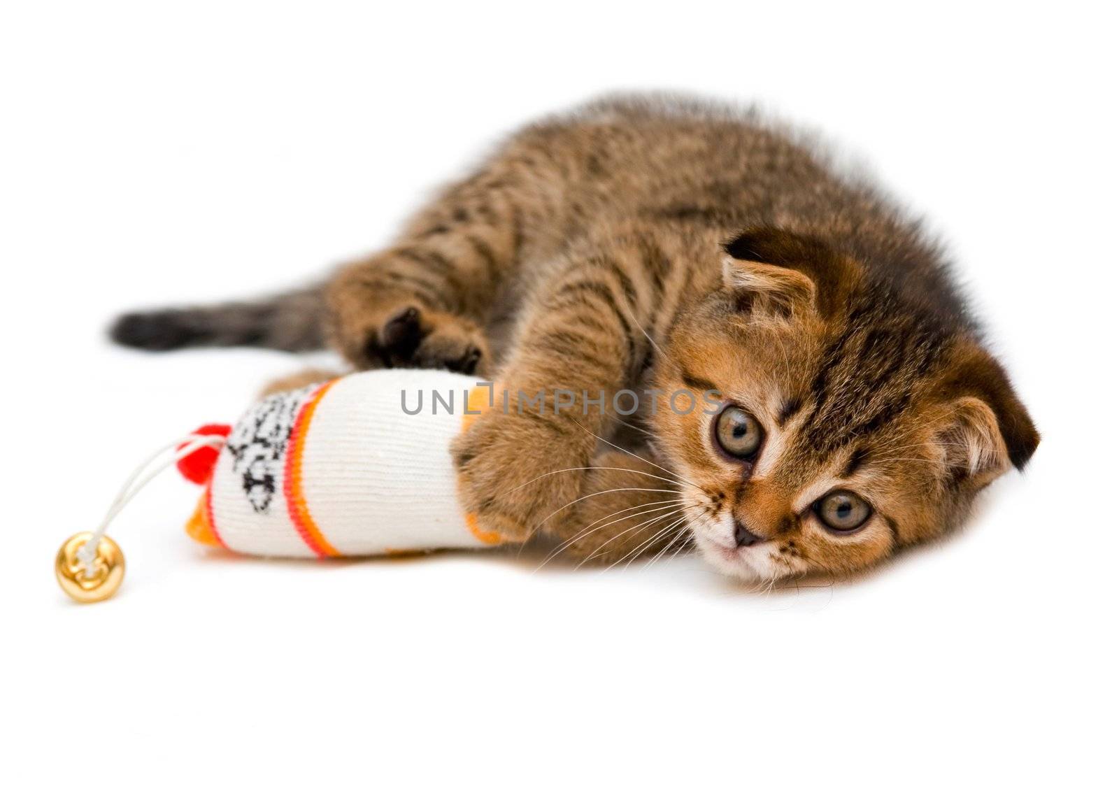 Little playful kitten isolated on white background