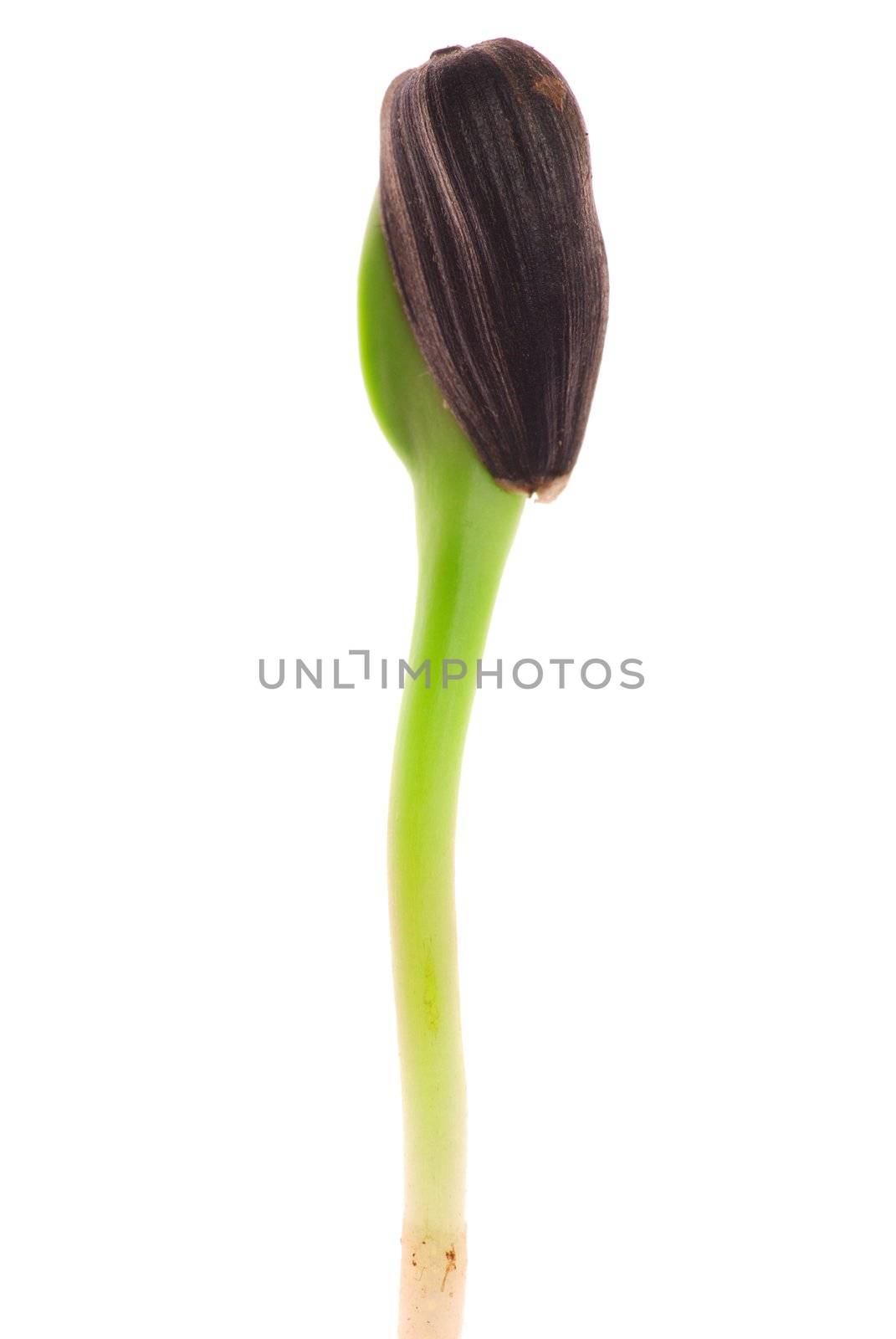 Sunflower sprout close-up isolated on white background                                    