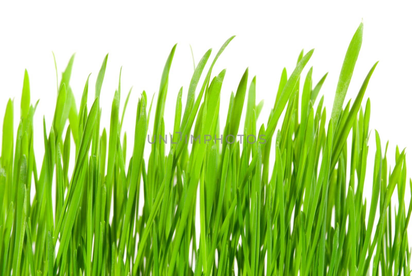 Fresh grass  by haveseen