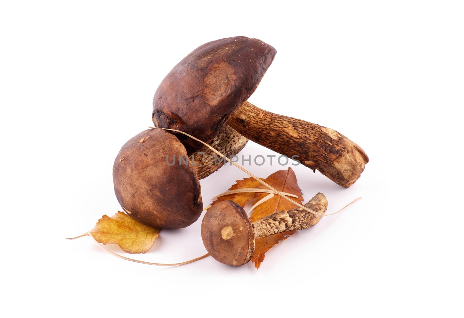 Arrangement of Brown Cap Boletus with Autumn Leafs isolated on white background