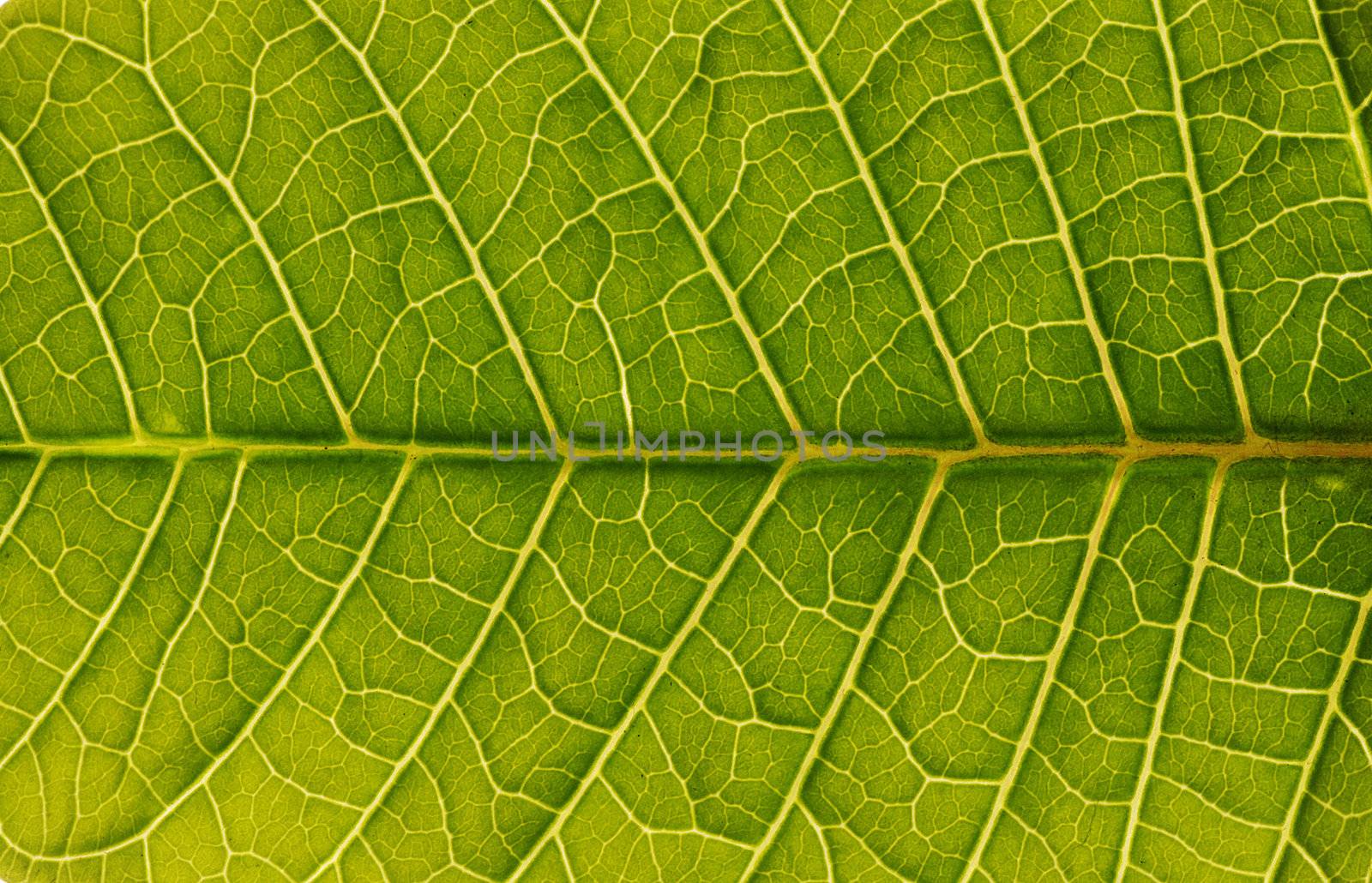 Leaf texture close up background