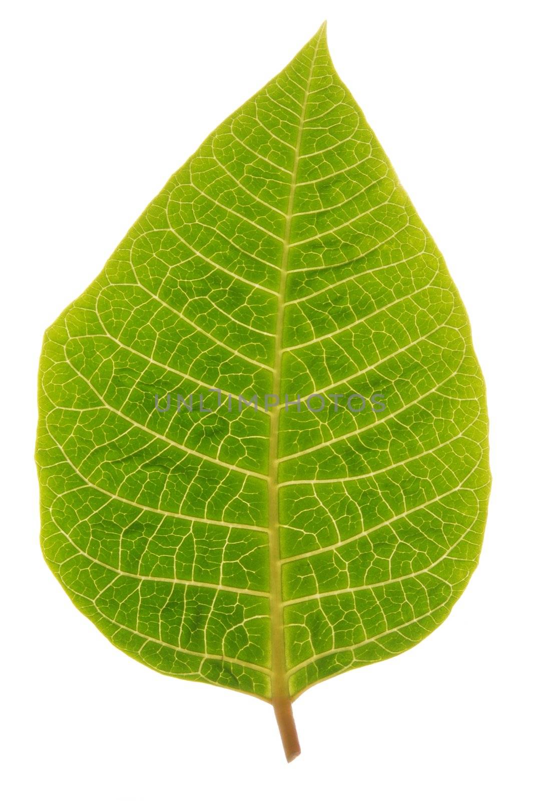 Leaf isolated on white background