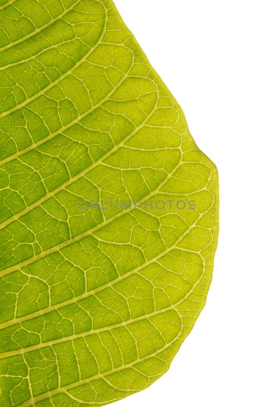 Leaf isolated on white background