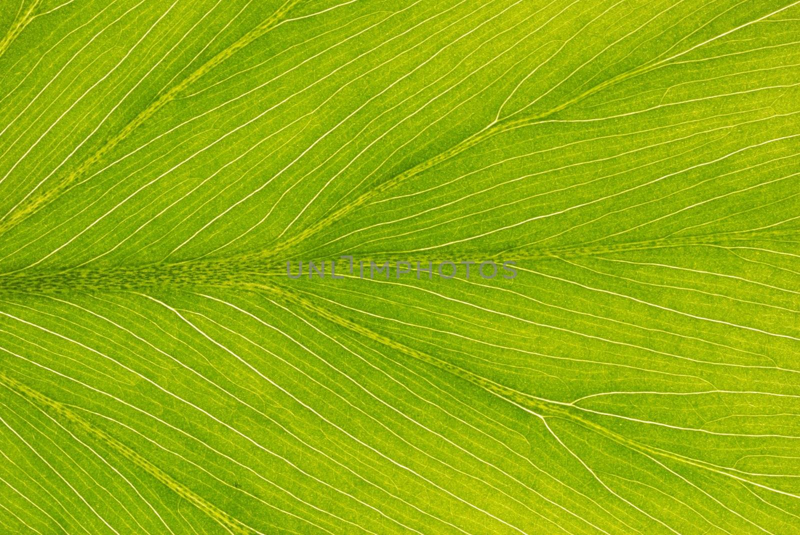 Leaf background by haveseen