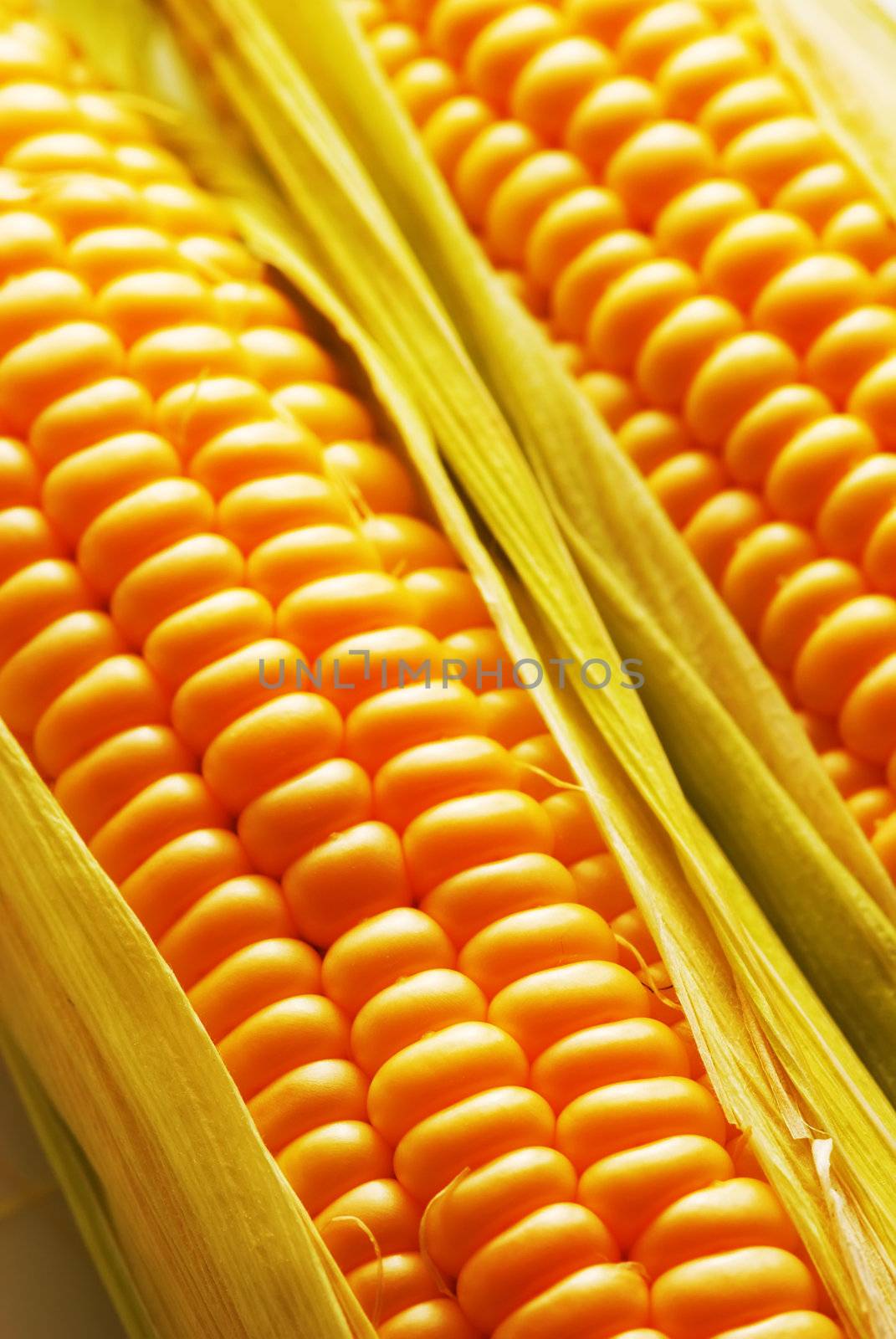 Corn by haveseen