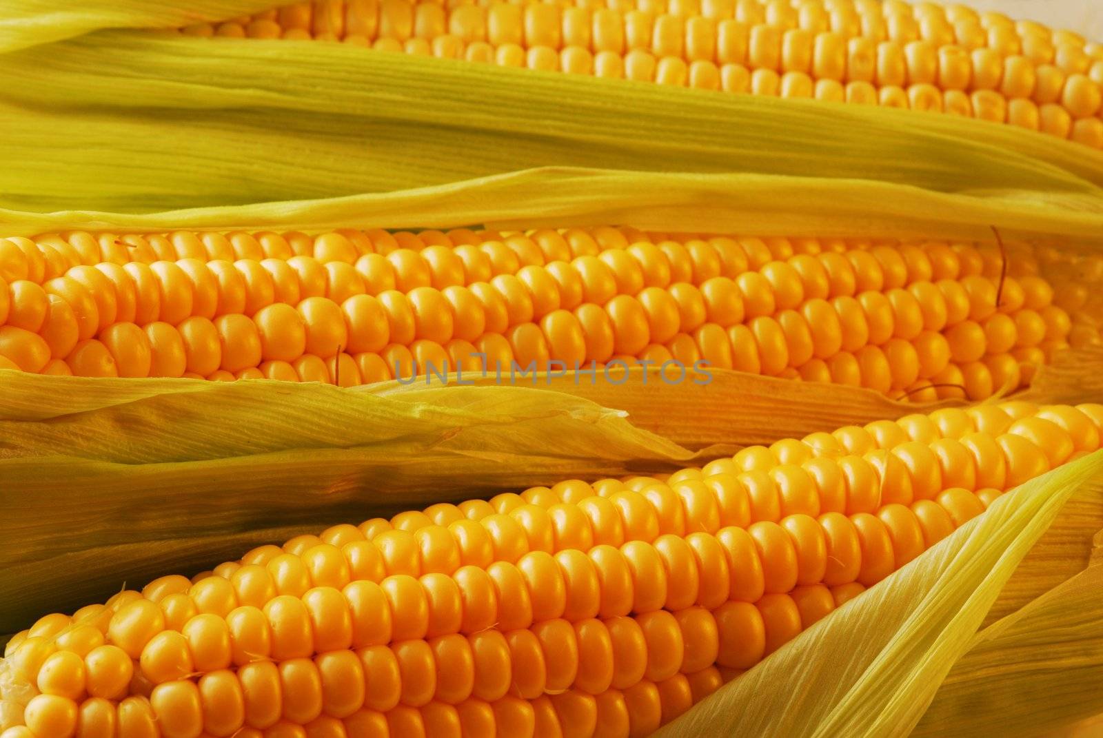 Freshly harvested corn, close up. 