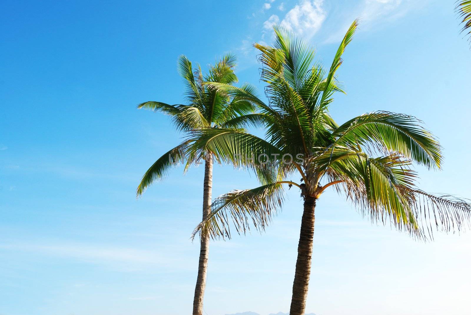 Two palms against blue sky