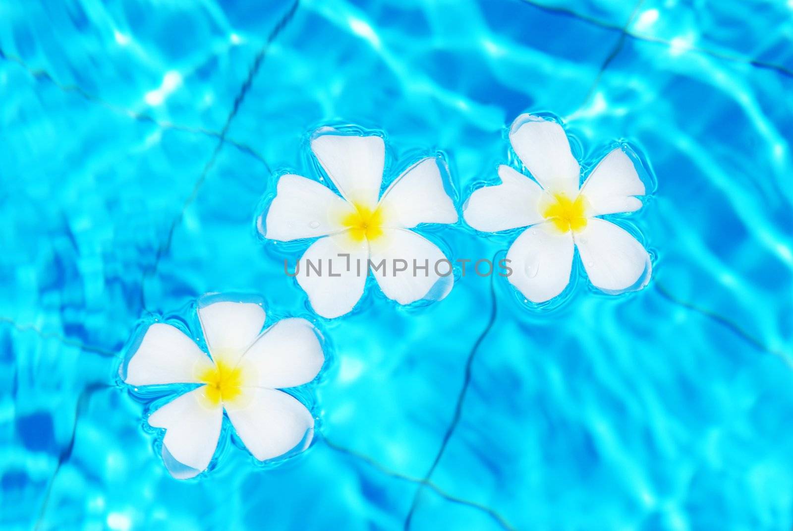 Frangipani flowers floating in tropical pool