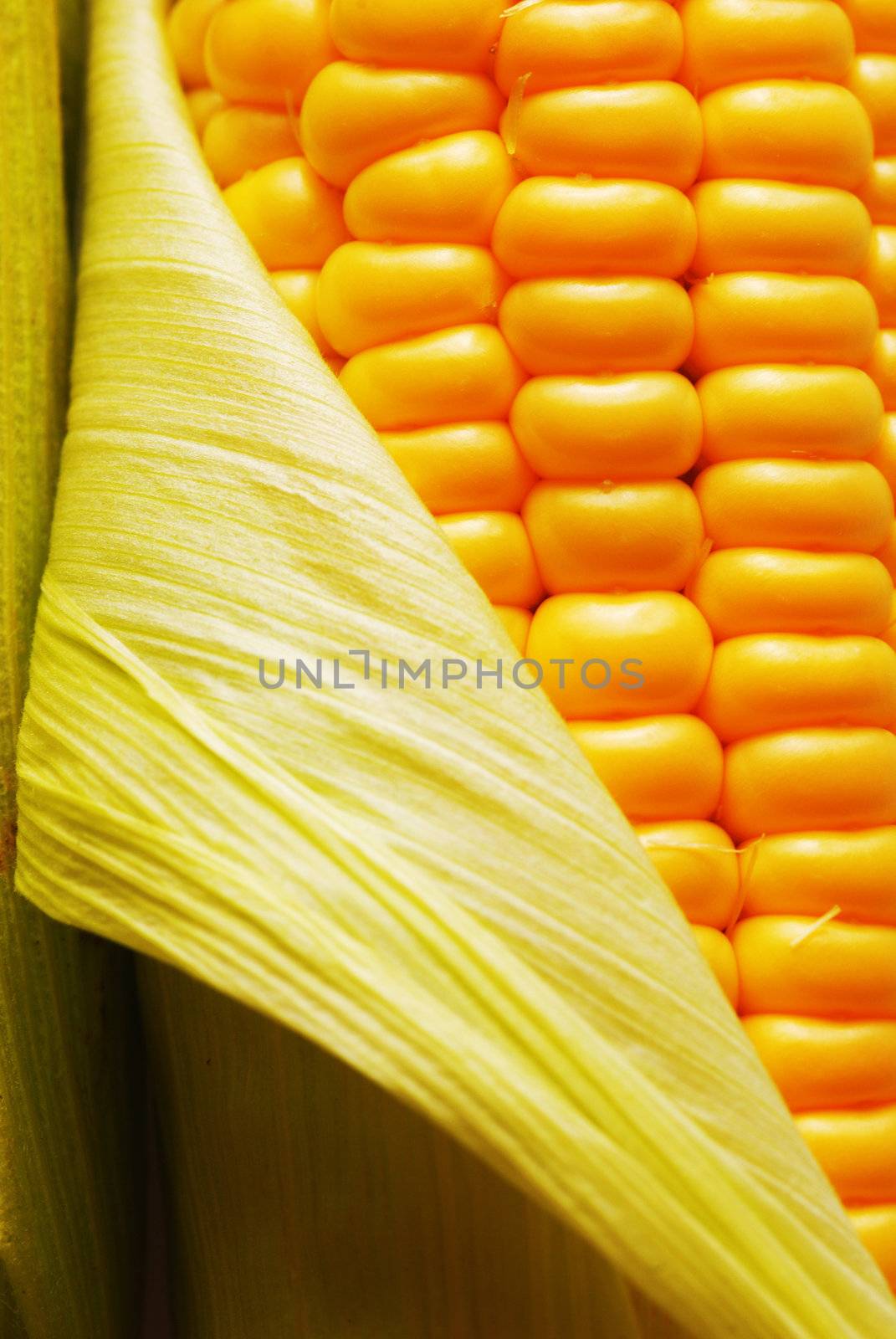 Corn by haveseen