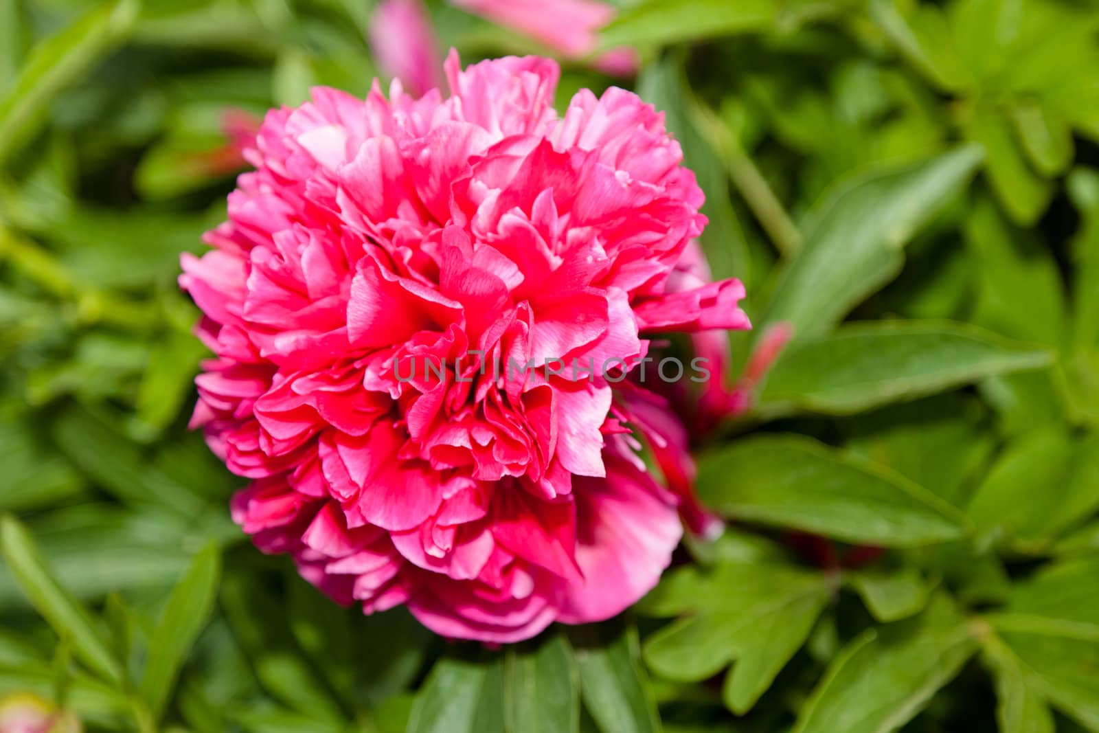 Peony by melastmohican