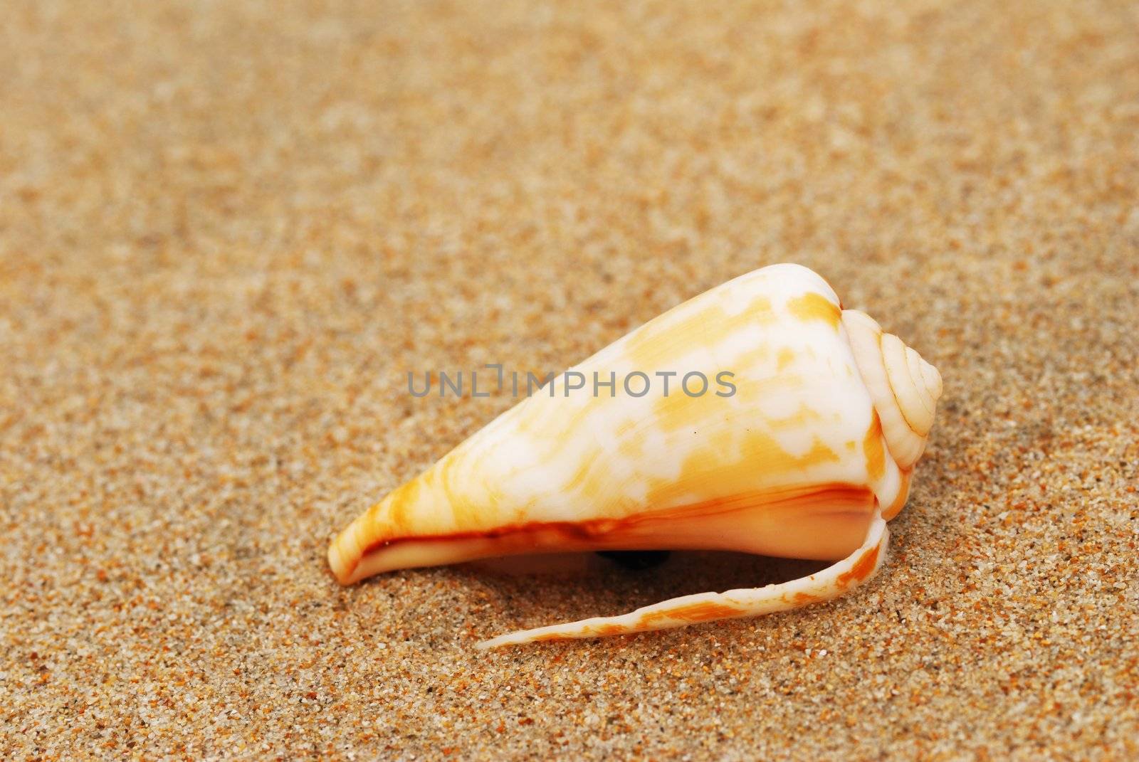 Shell in the beach sand