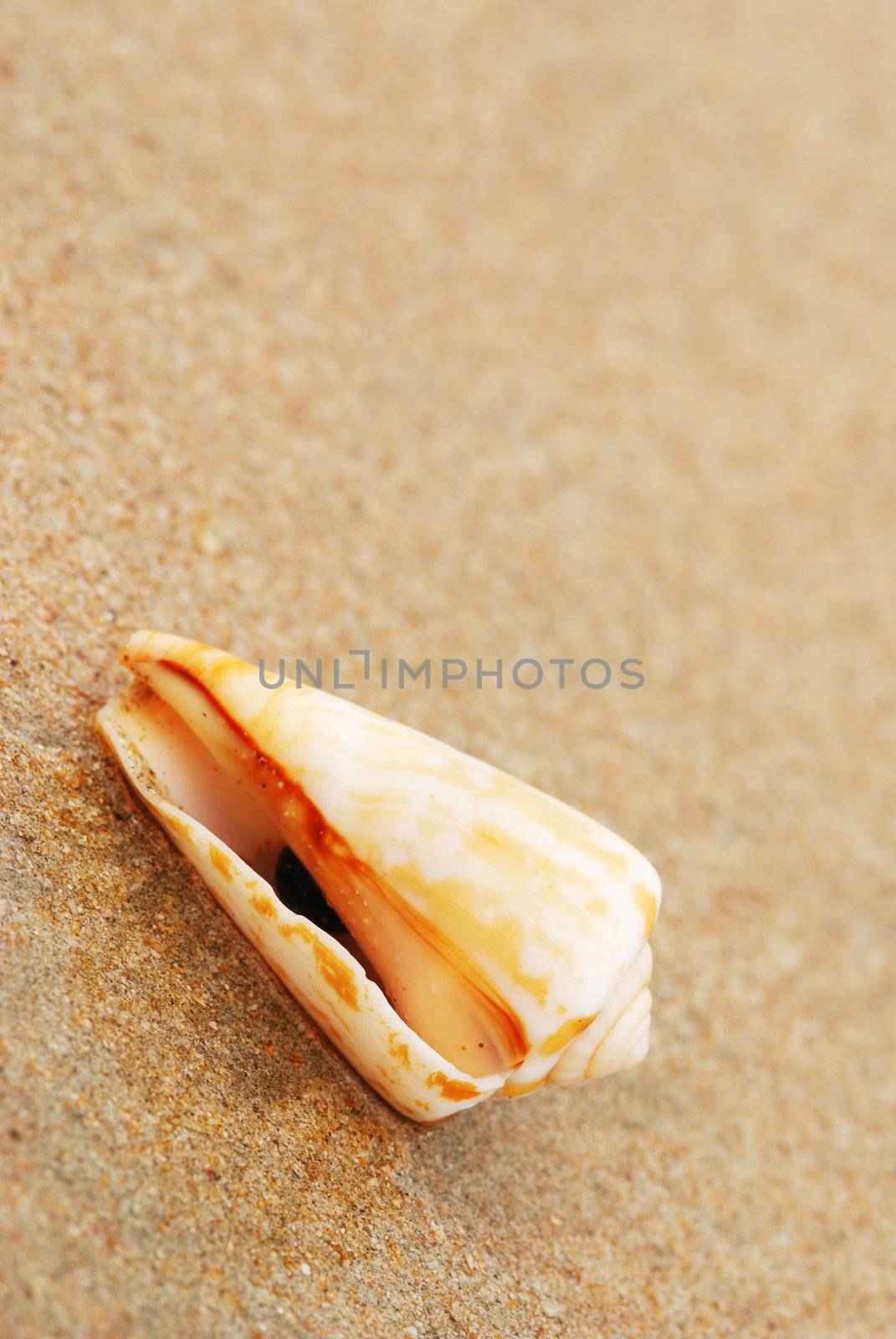 Shell on a beach by haveseen
