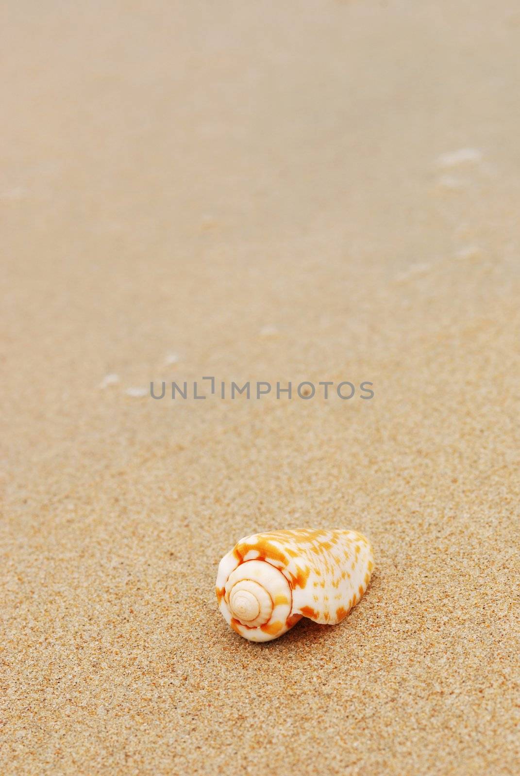 Shell on a beach by haveseen