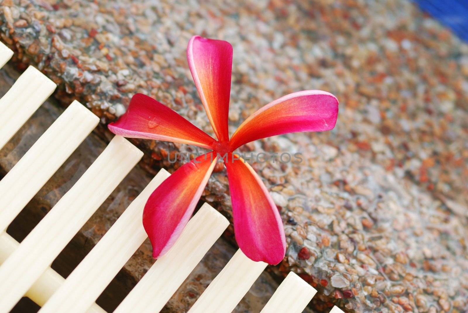 Frangipani flower on the poolside