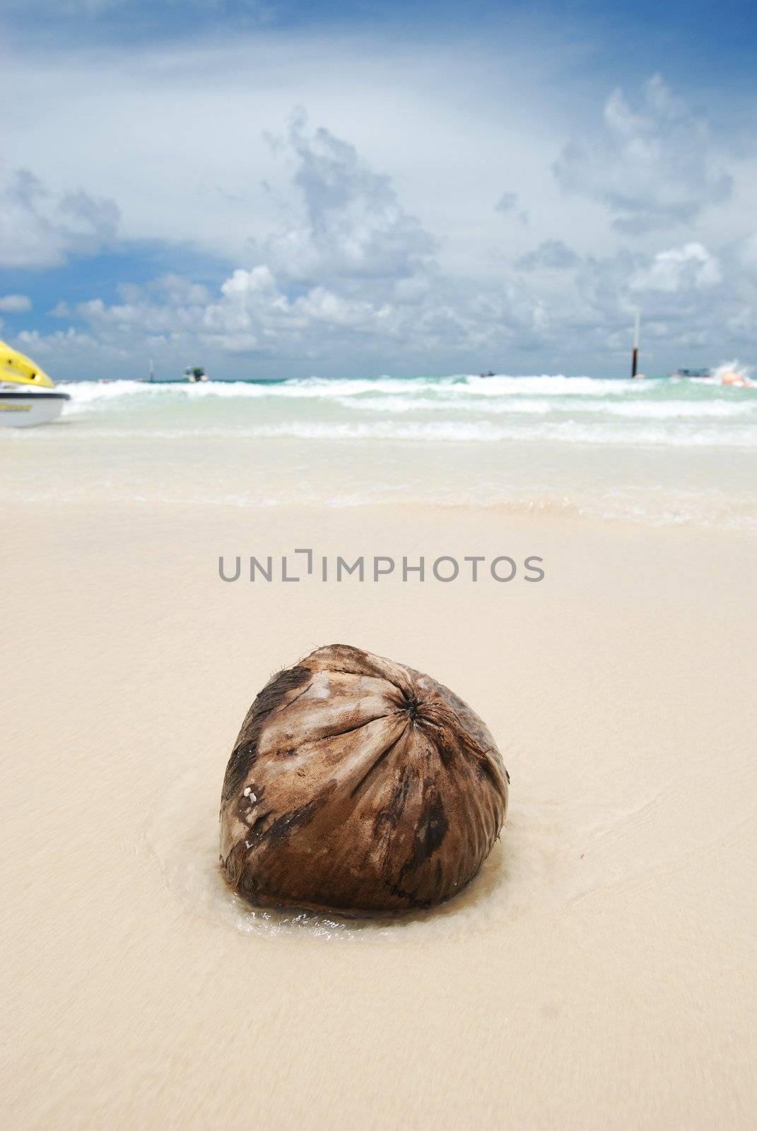 Coconut on the tropical beach