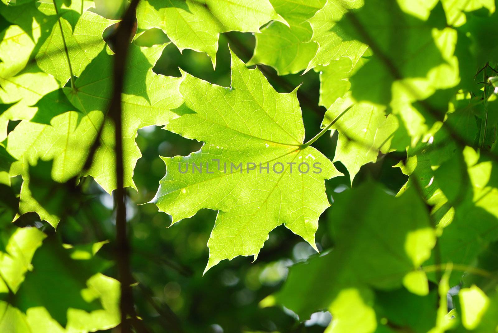 Green leaves background in sunlight