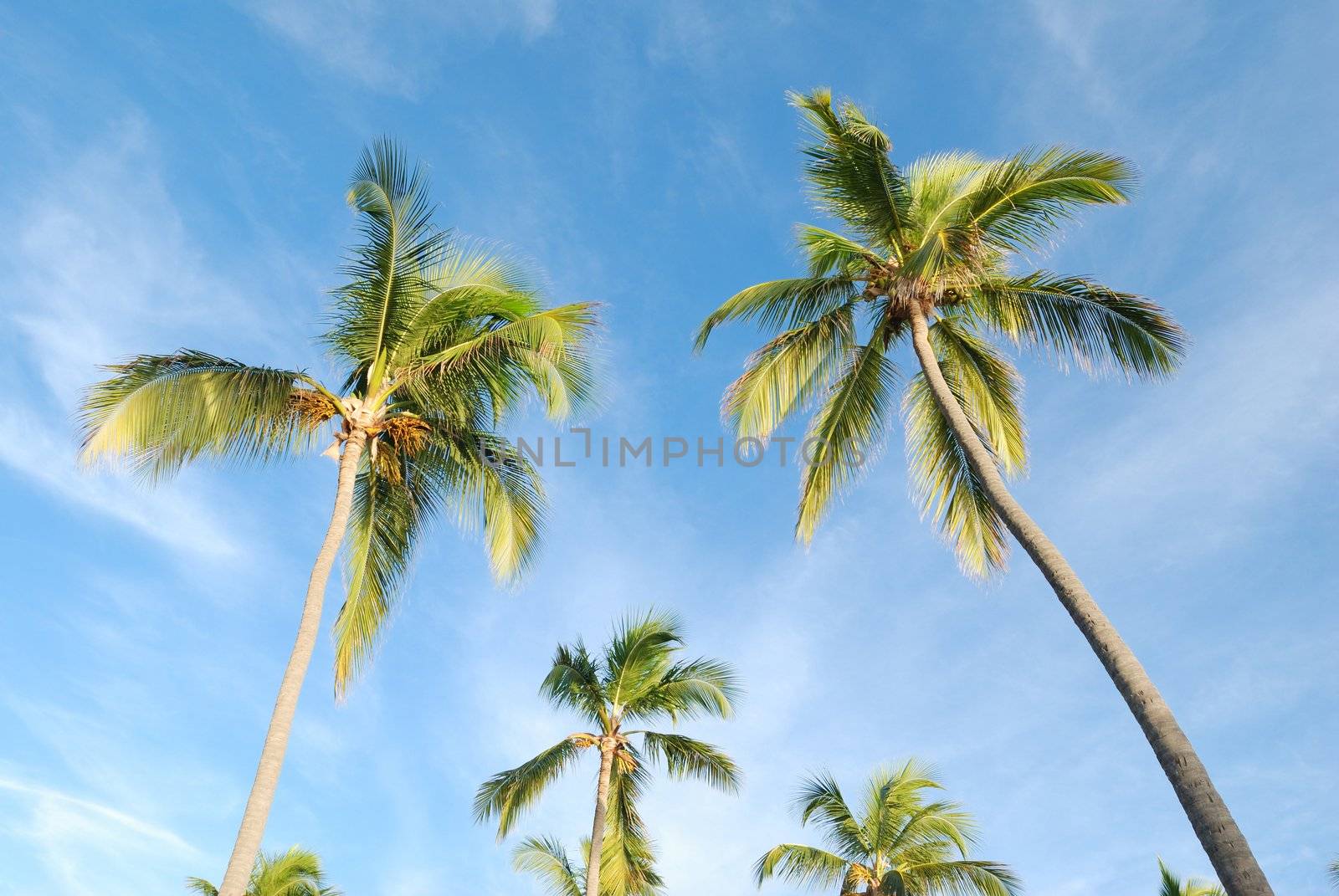 Palms against sky on a caribbean beach