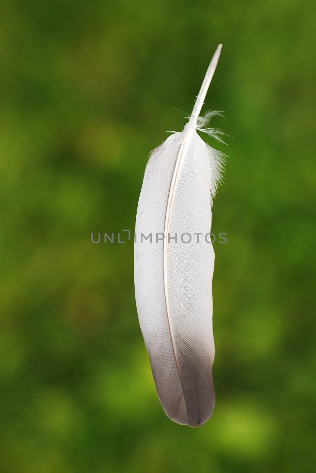 Feather against green grass background                                     