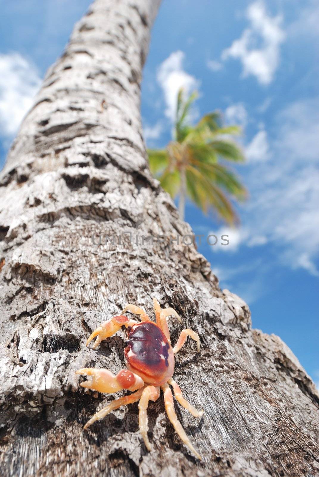 Crab on palm by haveseen