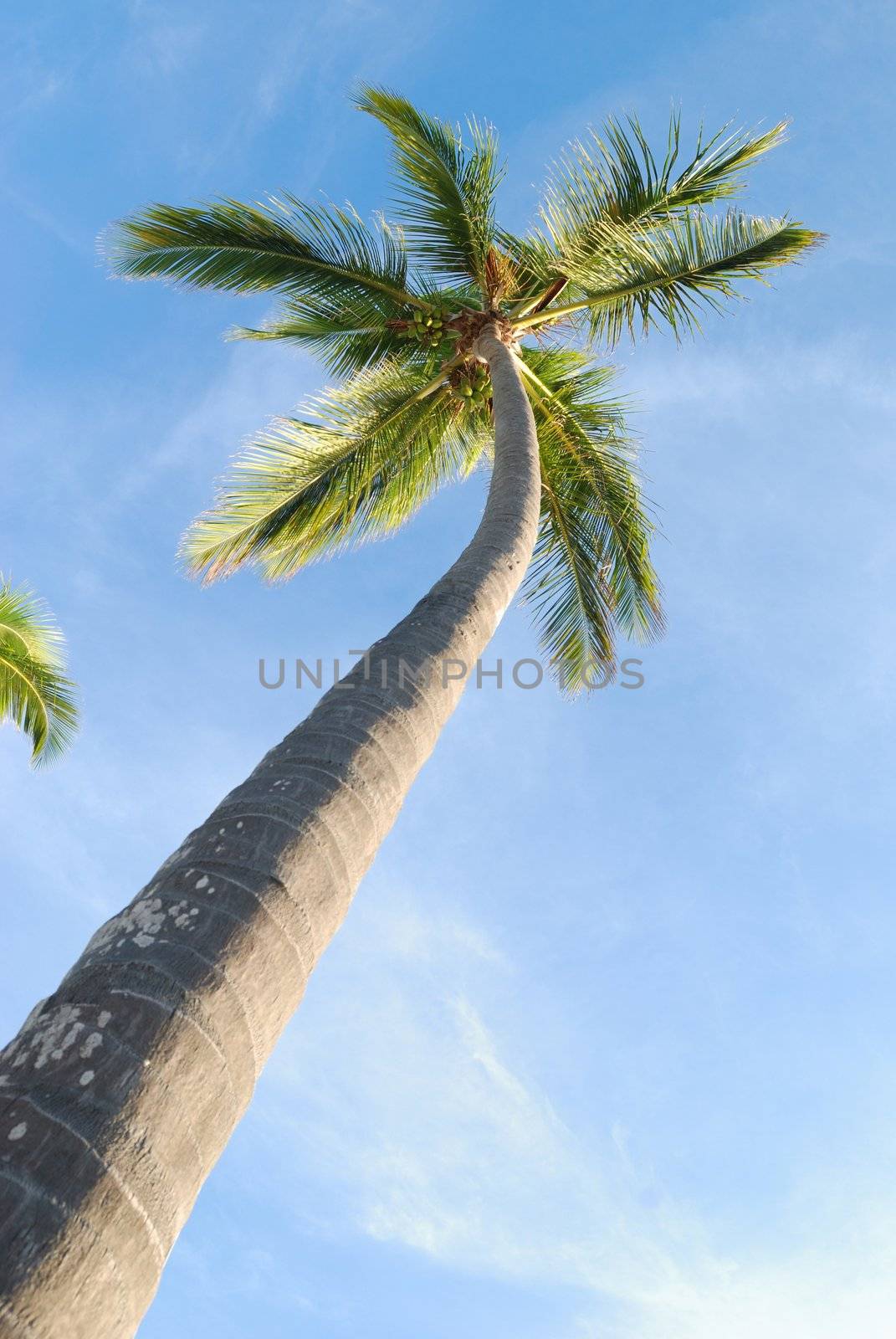 Palms against sky on a caribbean beach