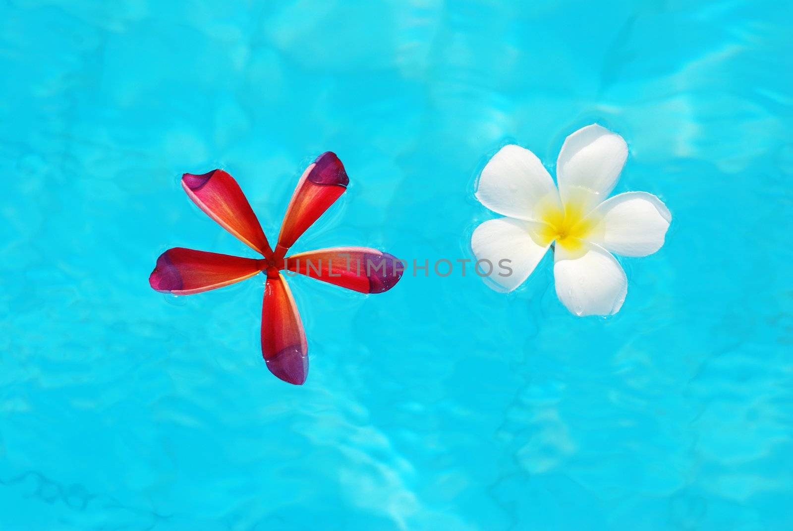 Frangipani flowers in swimming pool