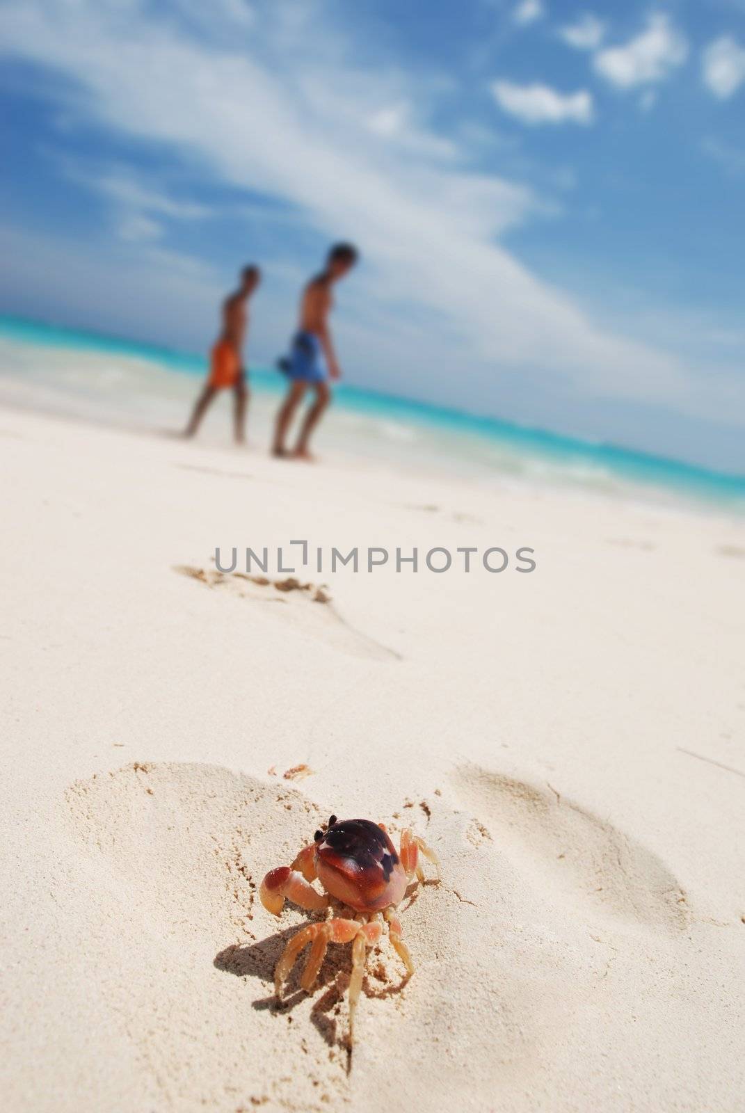 Crab on a beach by haveseen