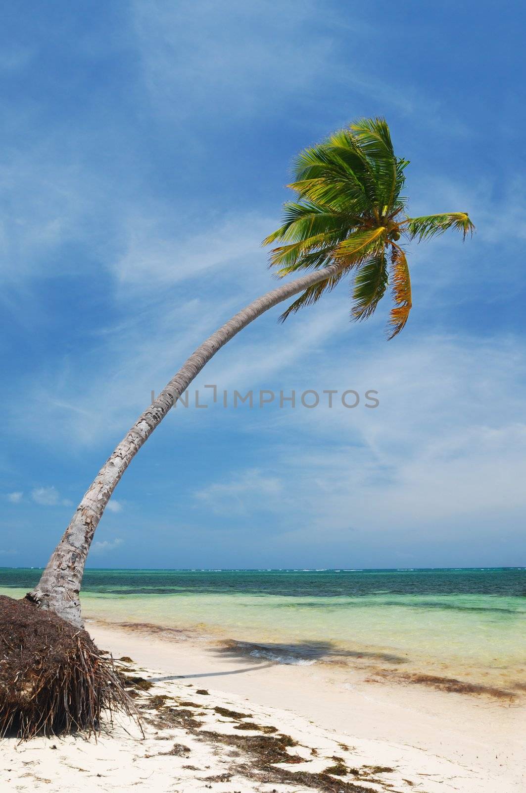 Caribbean wild beach by haveseen