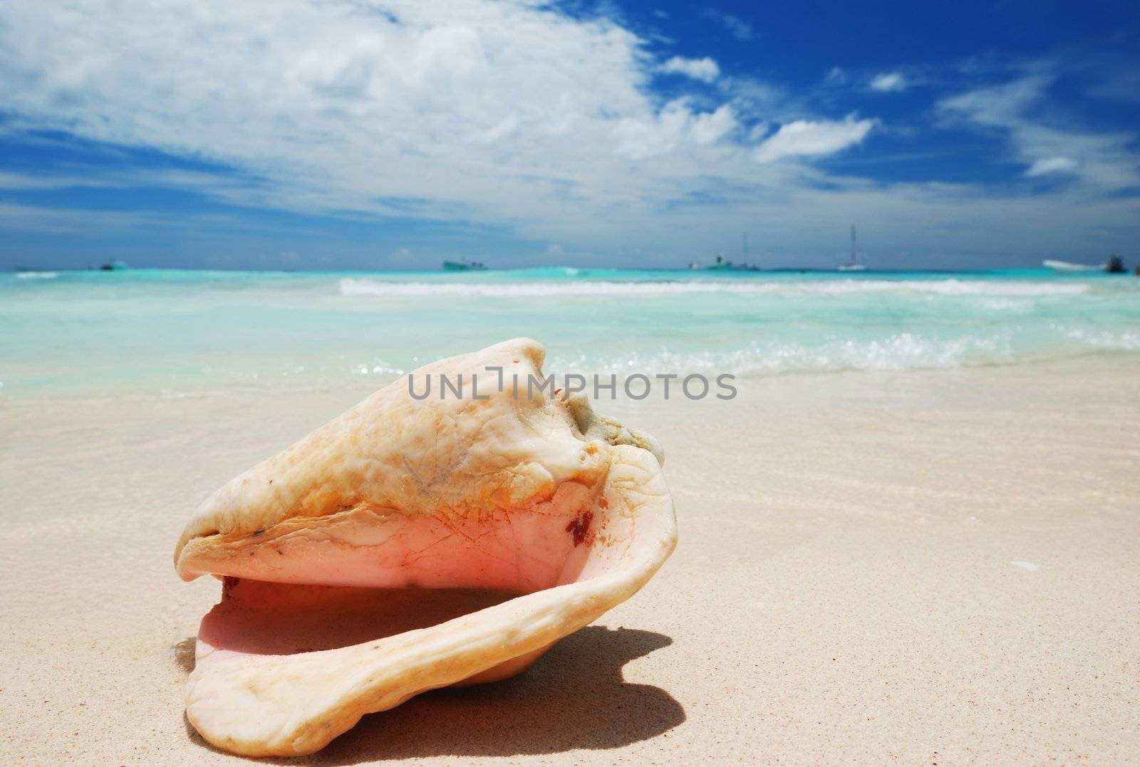 Shell on caribbean beach in Dominican Republic