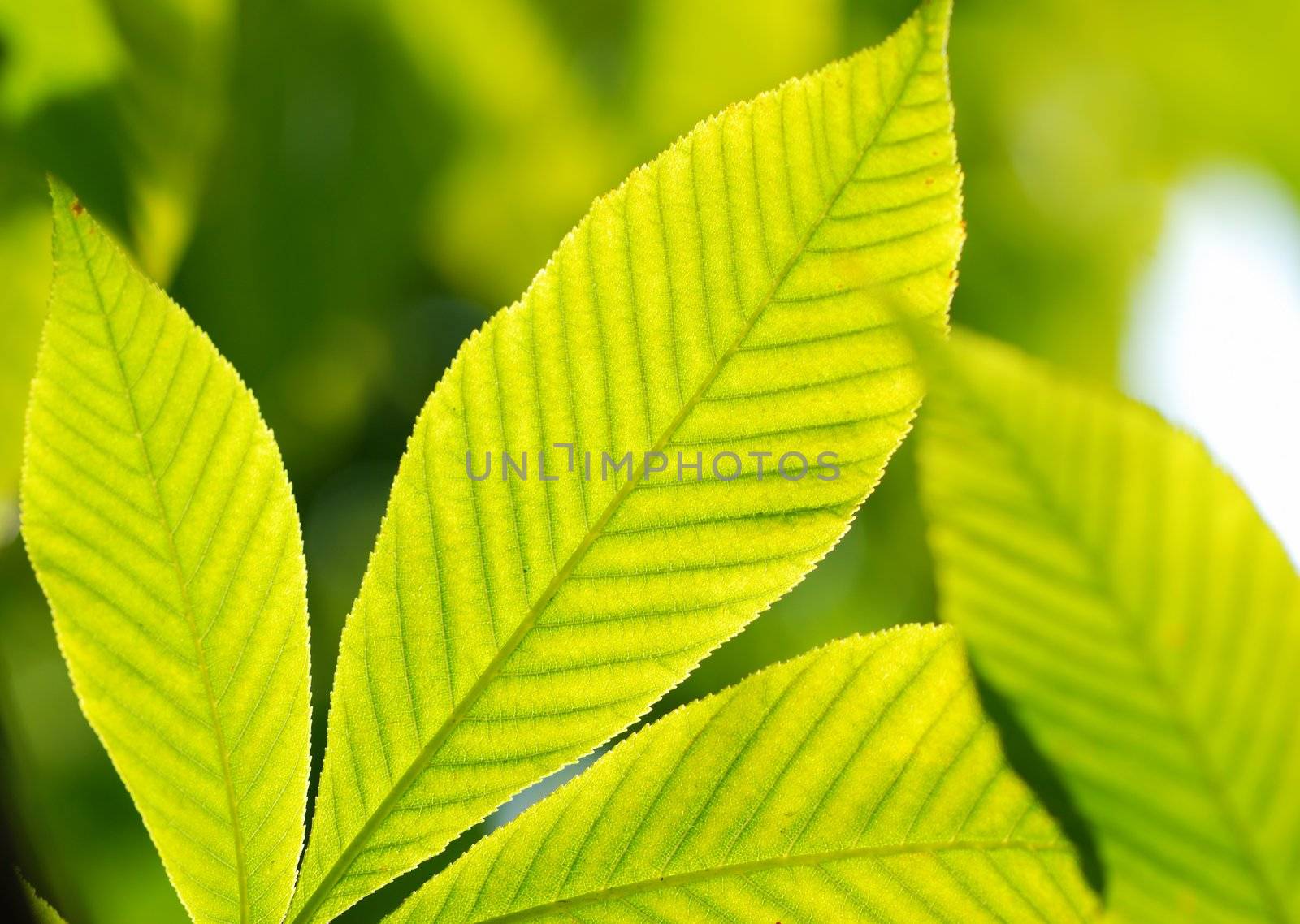 Green leaves background in sunlight