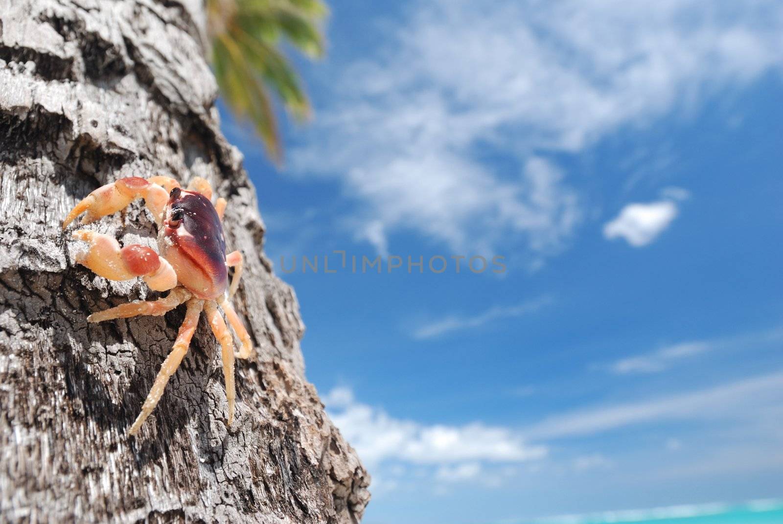Crab on palm on beautiful caribbean beach in Dominican Republic