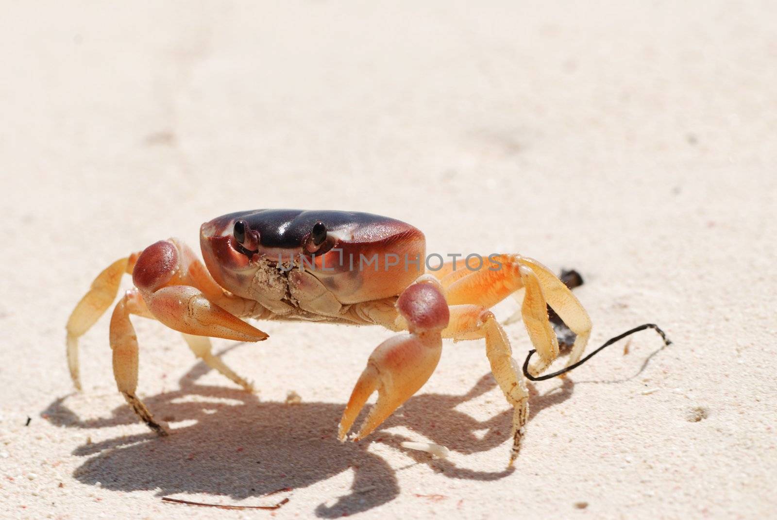 Crab on a caribbean beach in Dominican Republic