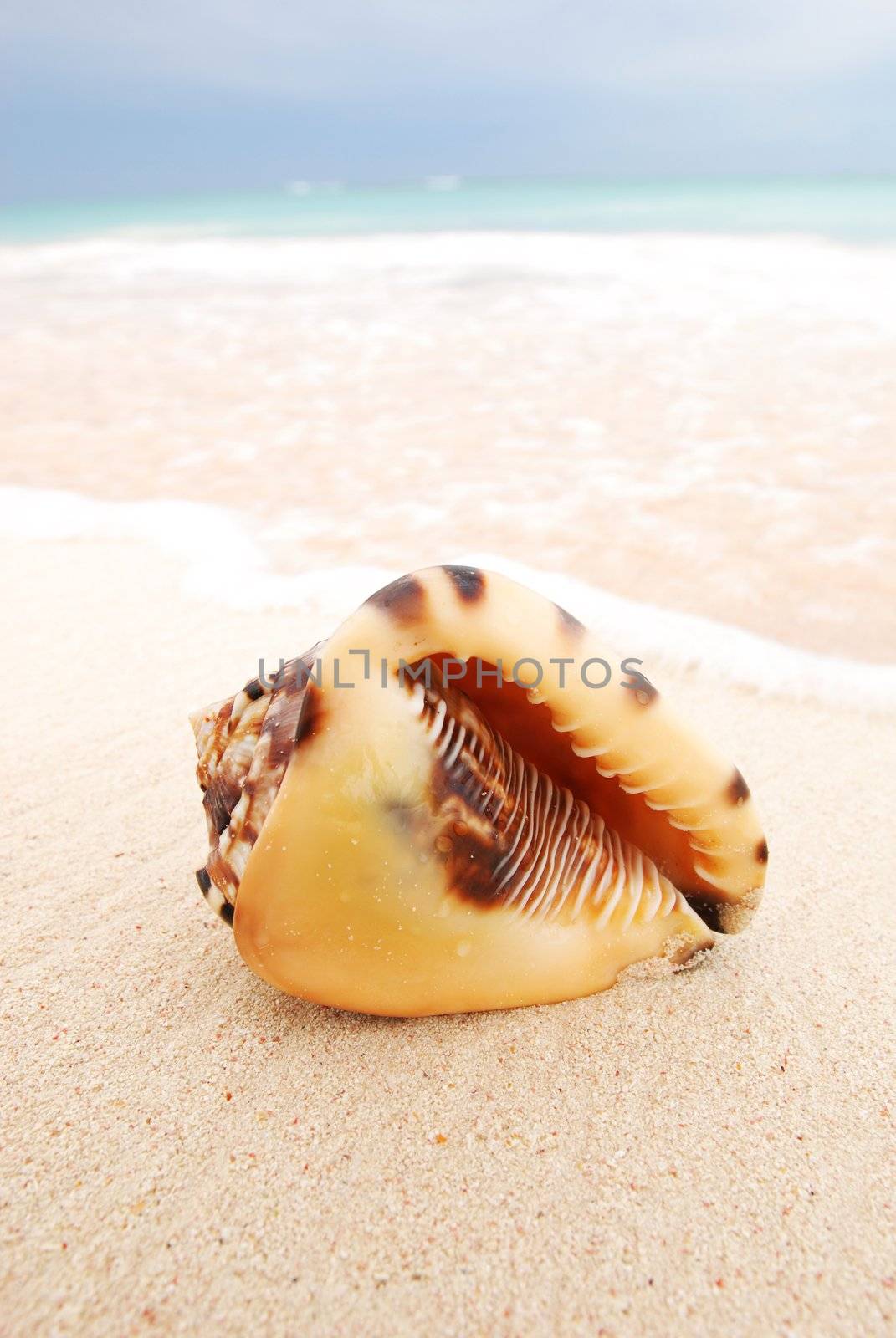 Shell on caribbean beach in Dominican Republic