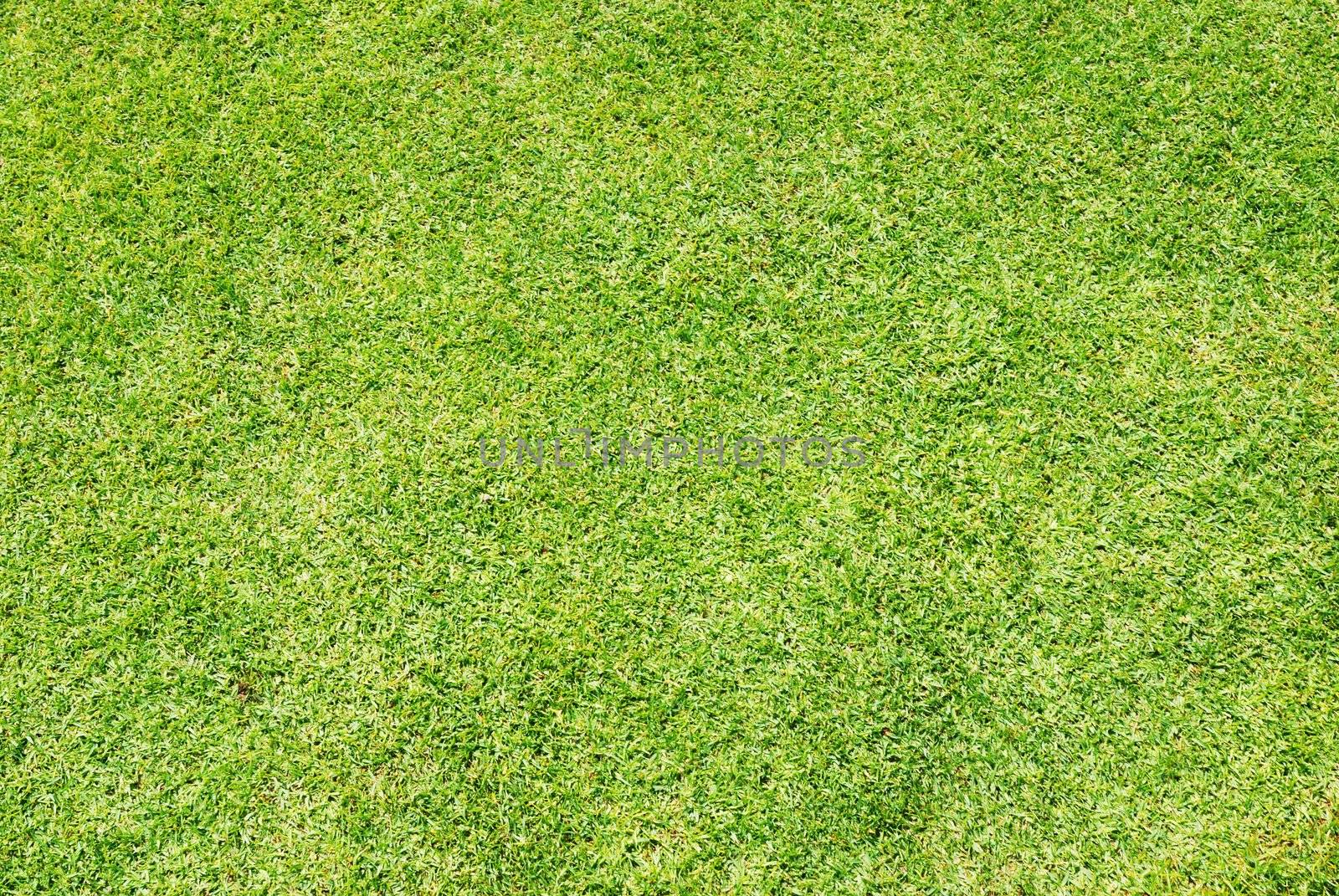 Green grass background (Golf field)