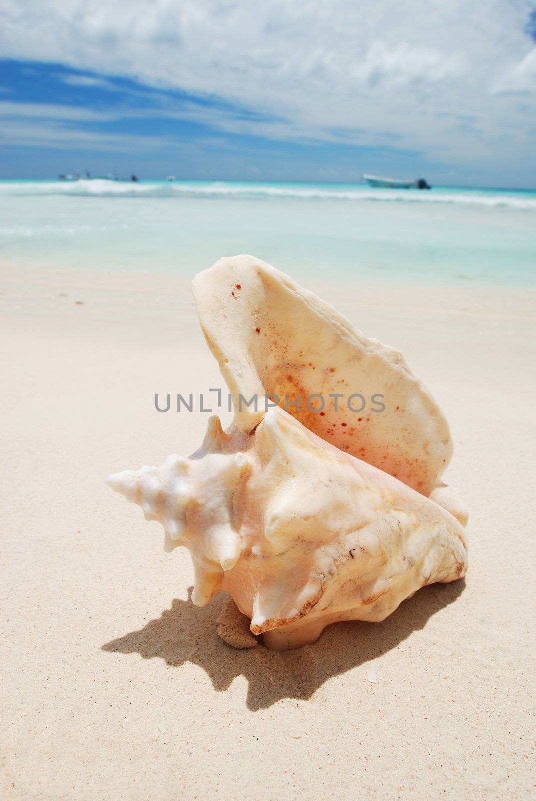 Shell on caribbean beach in Dominican Republic